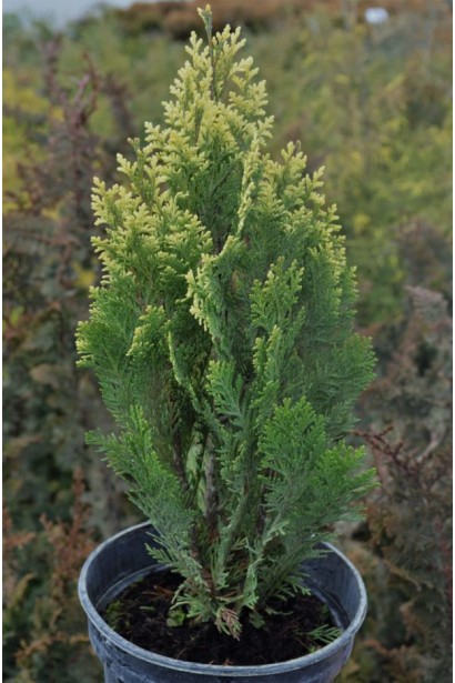 Компактна форма кипарисовика.